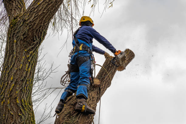 How Our Tree Care Process Works  in  Morgantown, MS